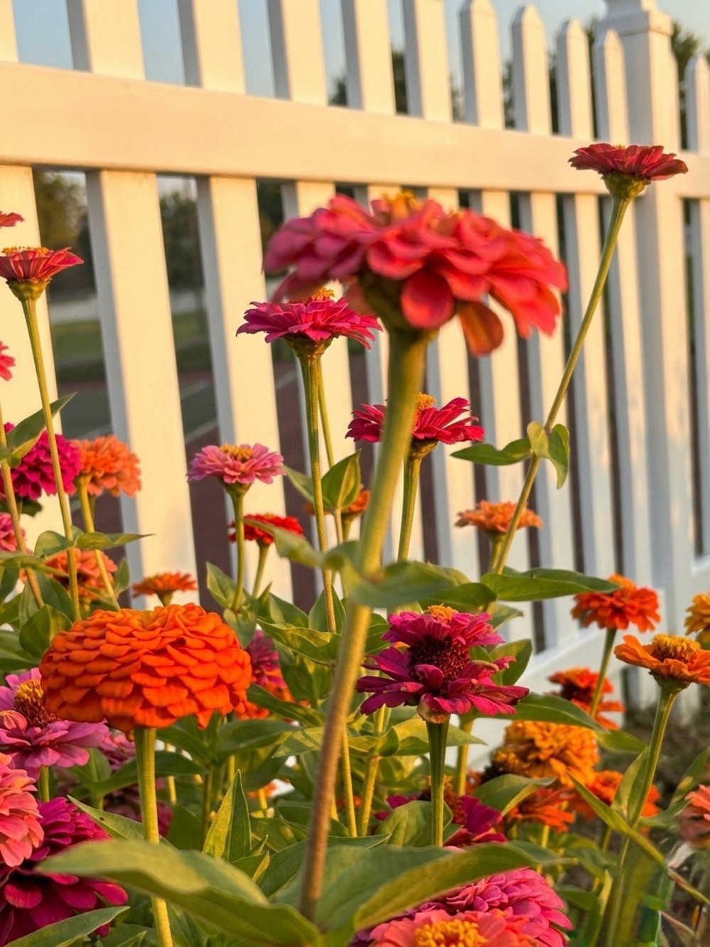Zinnia Floral Photography Print in Pink & Orange